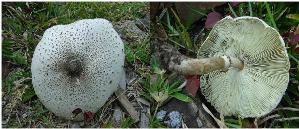 Chlorophyllum molybdites.jpg