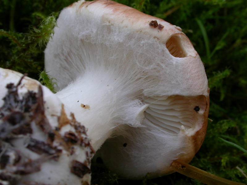 Leucocortinarius-bulbiger1.jpg