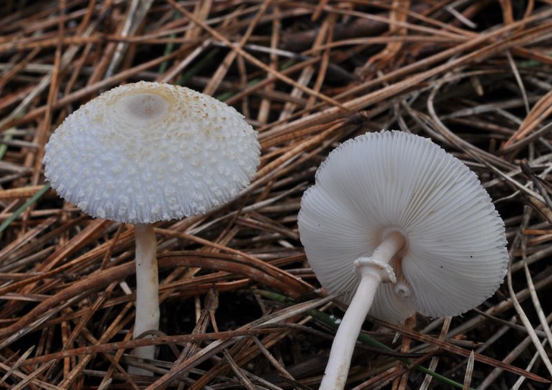 Leucocoprinus cepistipes_04.jpg