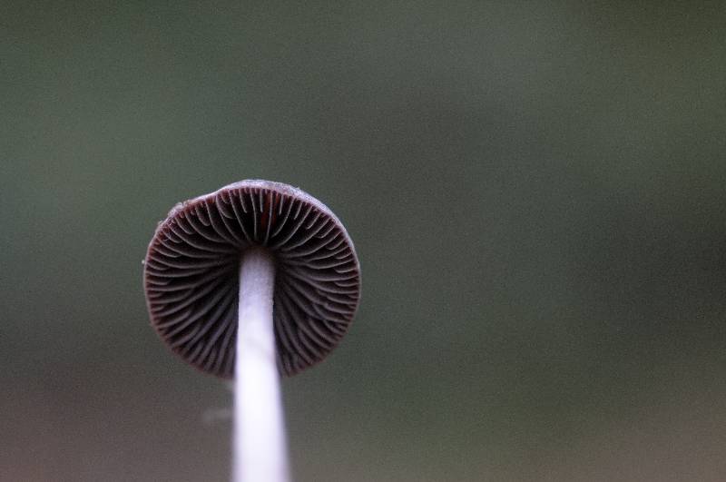 DS2619    Psathyrella olympiana   Psathyrelle de L 'Olympe    FdH-redim800.jpg