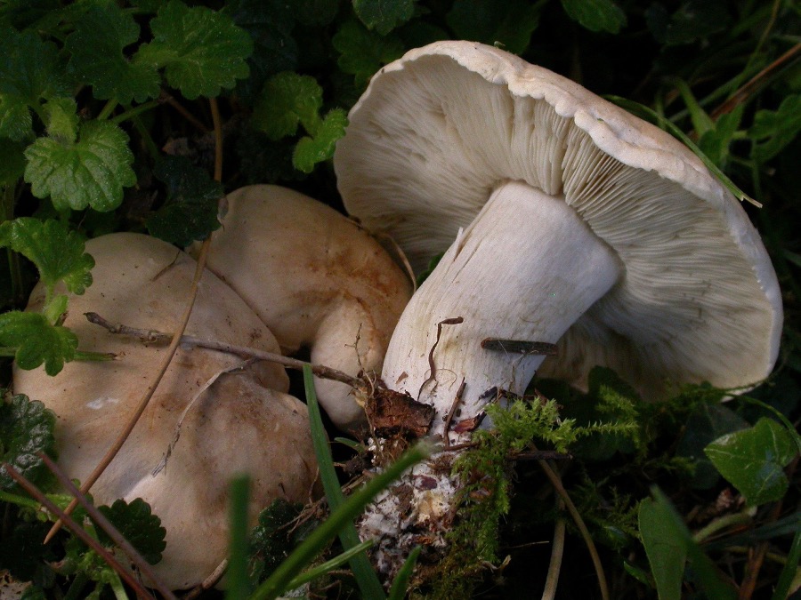 Calocybe gambosa.jpg