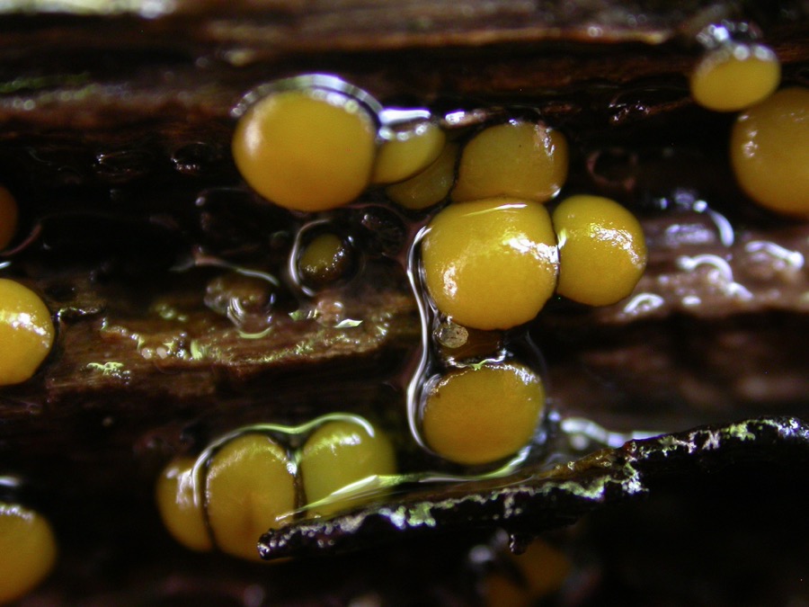 Vibrissea flavovirens.jpg