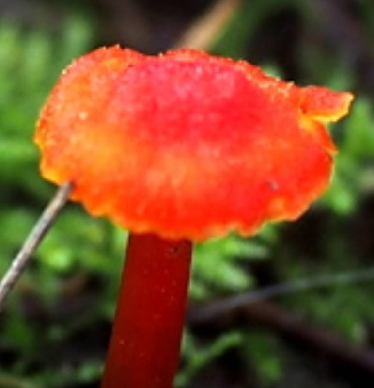 Hygrocybe (2)-redim800.JPG