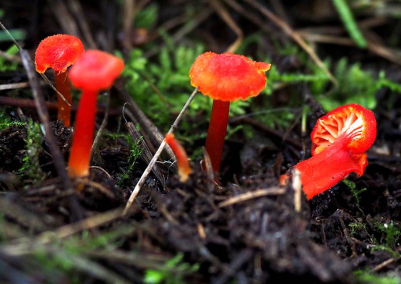 Hygrocybe -redim800.jpg