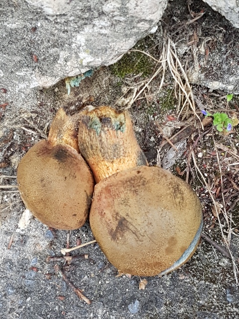 Neoboletus erythropus (2).jpg