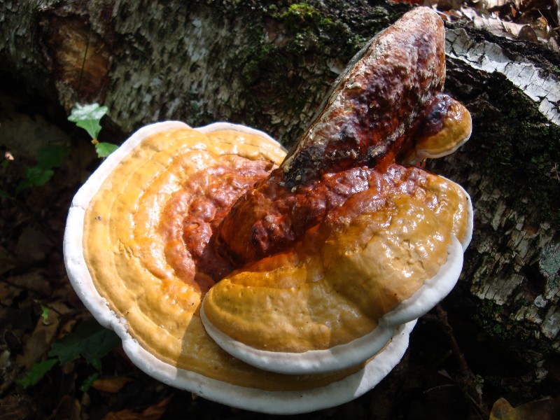 Fomitopsis pinicola 3.JPG