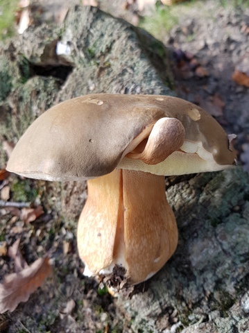 Boletus aereus.jpg