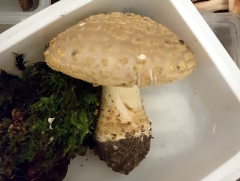 Amanita sp..jpg