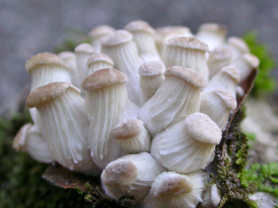 Pleurotus   ostreatus.jpg