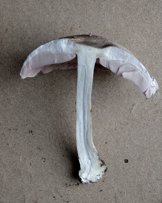 IMGP2397r%C3%A9d.jpg