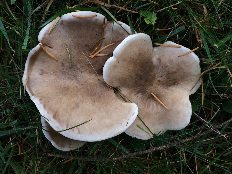 Lepista panaeolus .jpg