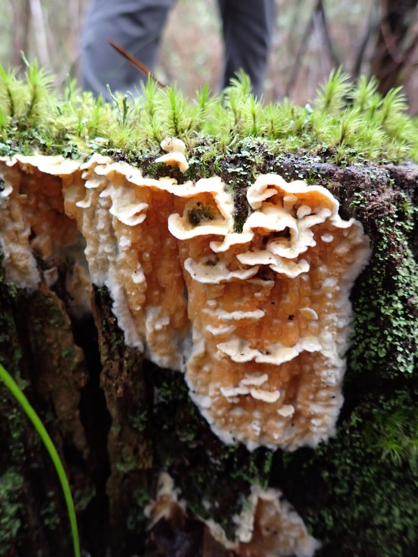 Trametes pubescens  à conf (2).JPG