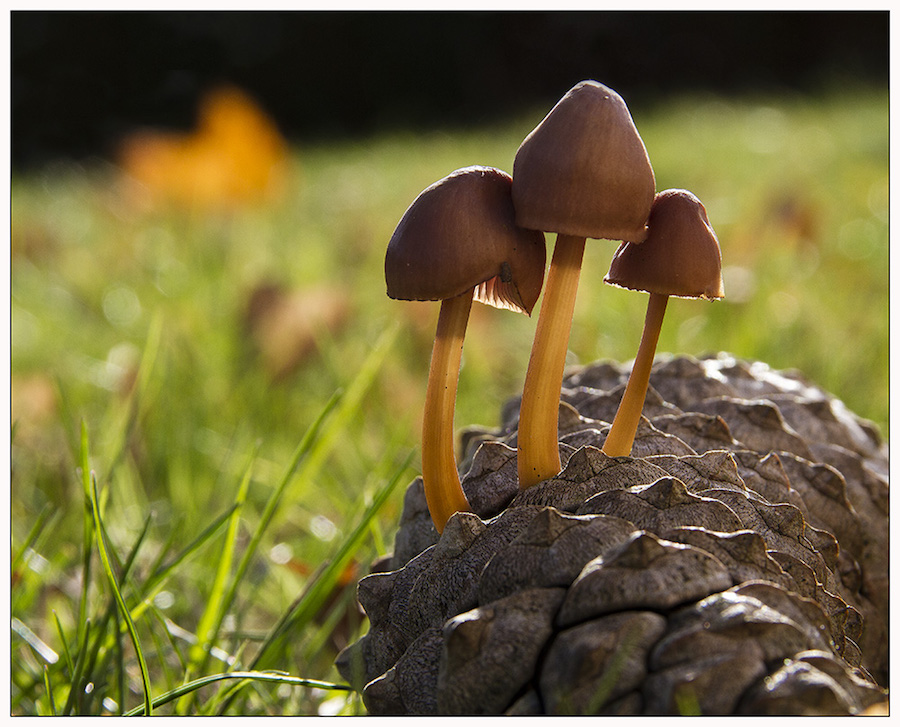 Mycena%20seynesii%20%282%29.jpg