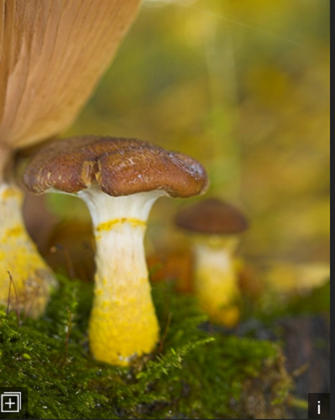 armillaria gallica (1).png