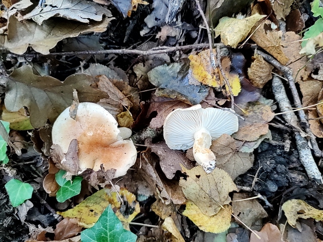 fungus_2021-11-08-09-18-17.jpg