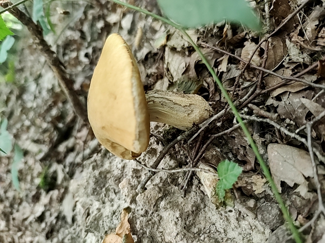 fungus_2023-08-30-17-00-07.jpg