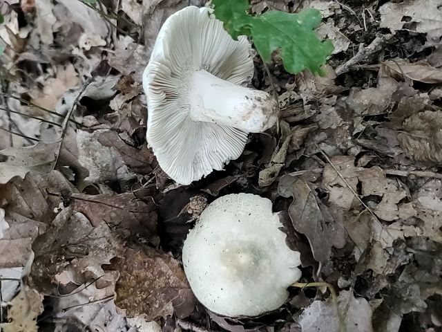 fungus_2023-08-30-12-53-18.jpg