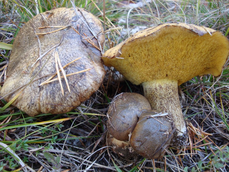 Suillus bellinii.JPG