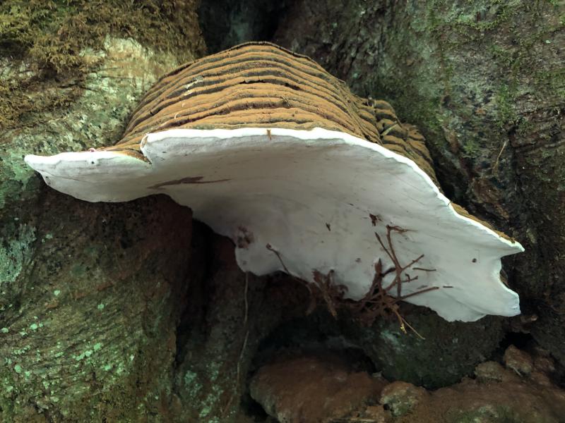 Ganoderma pores.JPG