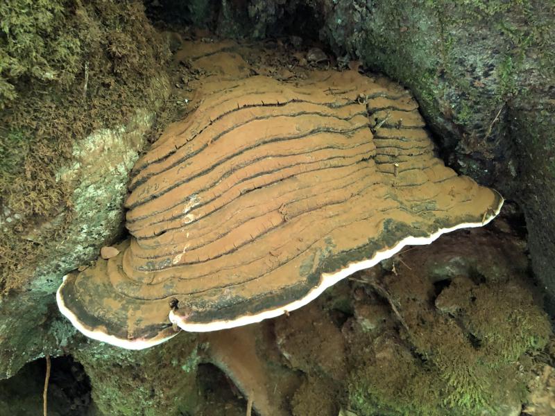 Ganoderma chapeau.JPG