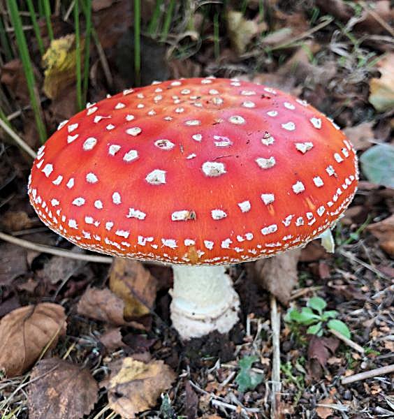 A. muscaria.JPG