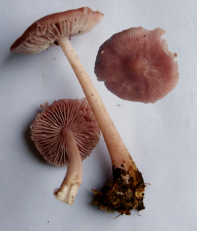 Mycena pura peut-être.jpg