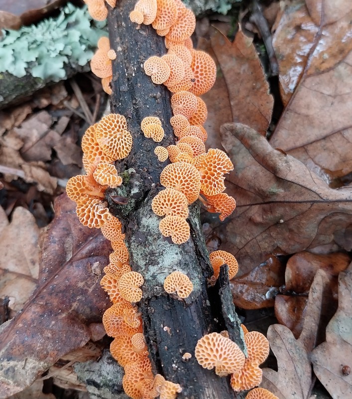 Favolaschia calocera.jpg