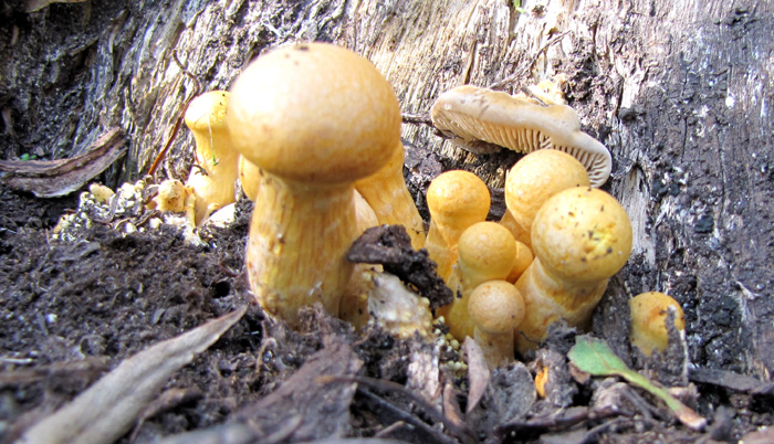 Gymnopilus spectabilis.jpg