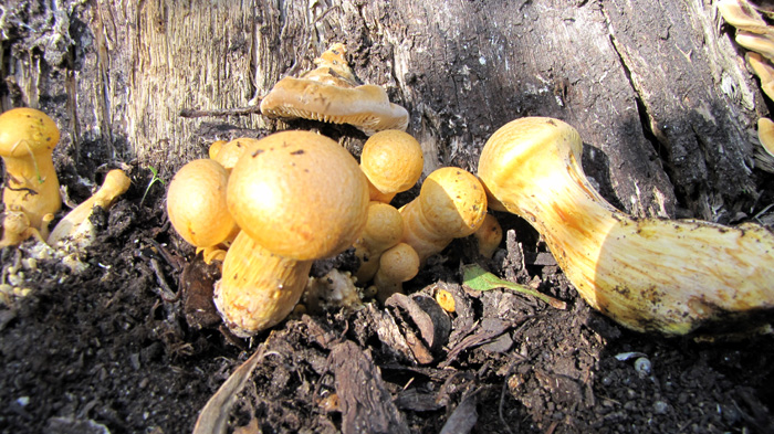 Gymnopilus spectabilis-2.jpg