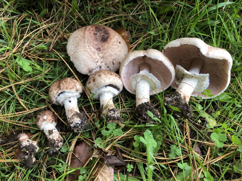 Agaricus c.f. impudicus_MycoDB.JPG