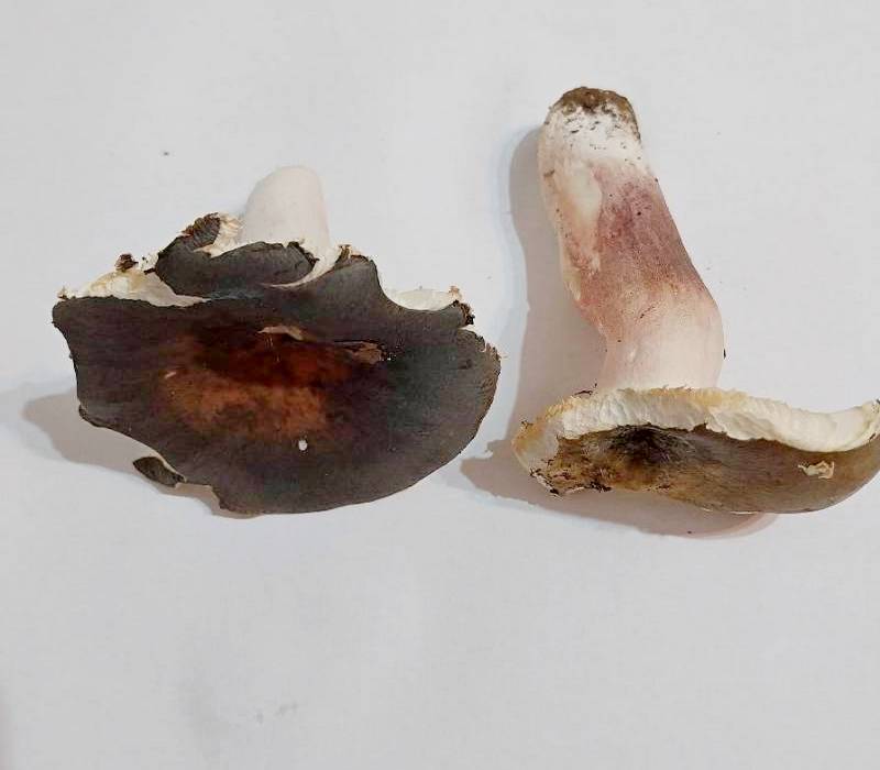 Russula-1.jpg