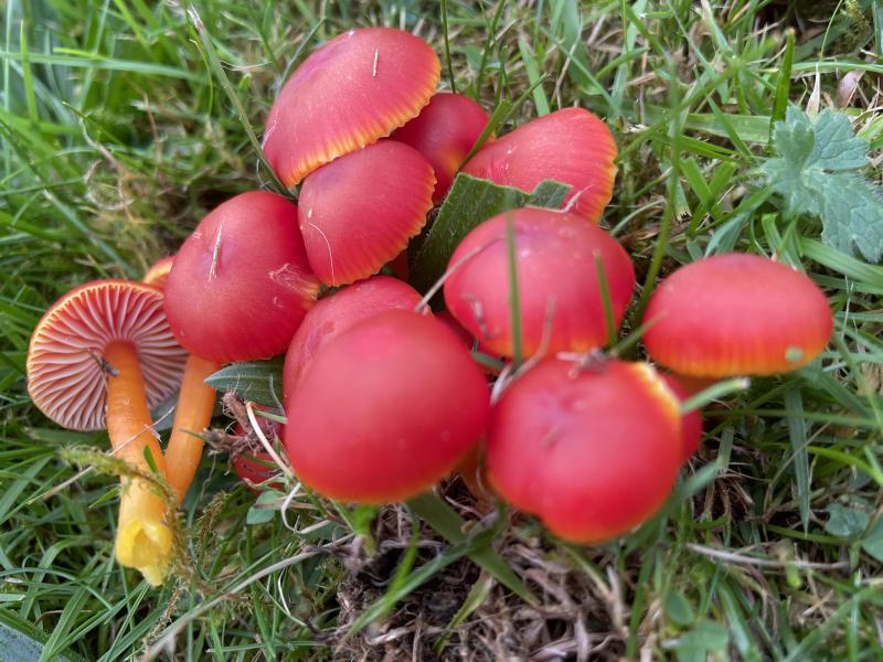 Hygrocybe coccinea.JPG