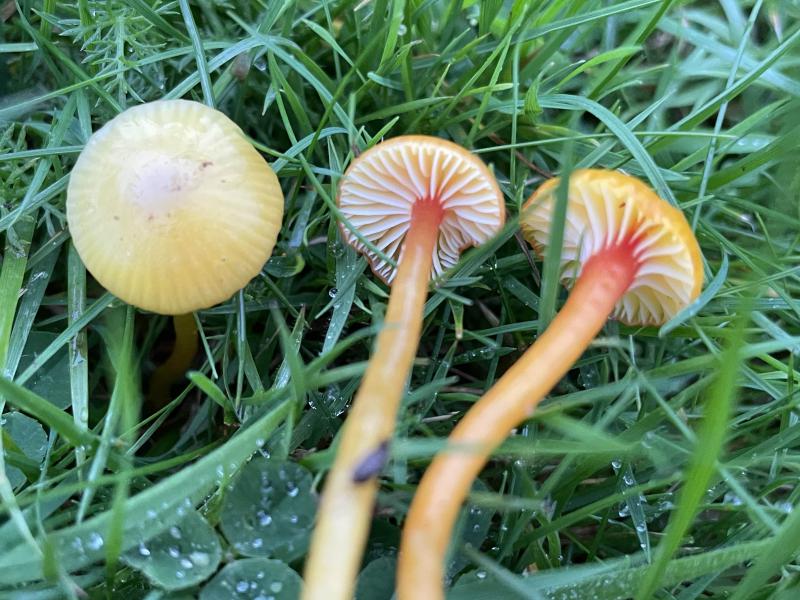 Hygrocybe insipida.JPG