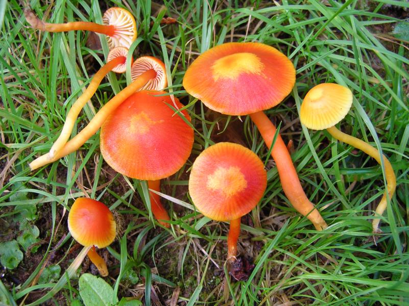 Hygrocybe insipida -D. Lucas.JPG