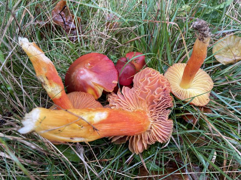 MycoDB_Hygrocybe punicea.JPG