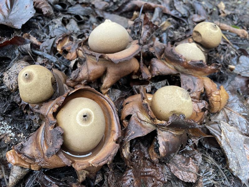 MycoDB_Geastrum michelianum.JPG