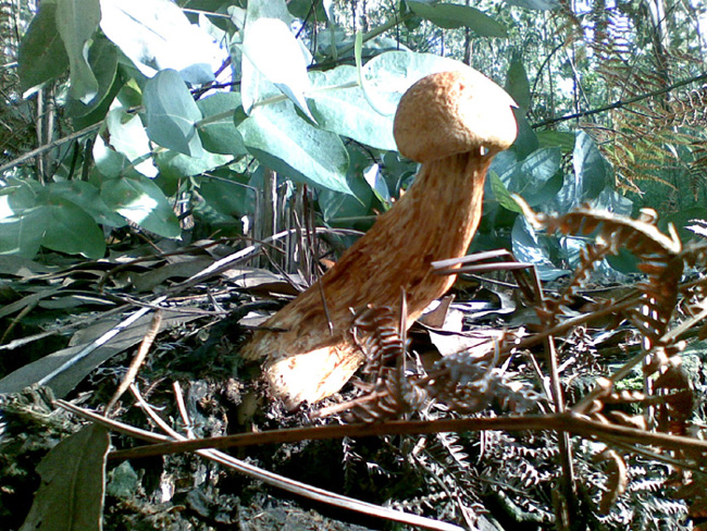 Gymnopilus spectabilis-3.jpg