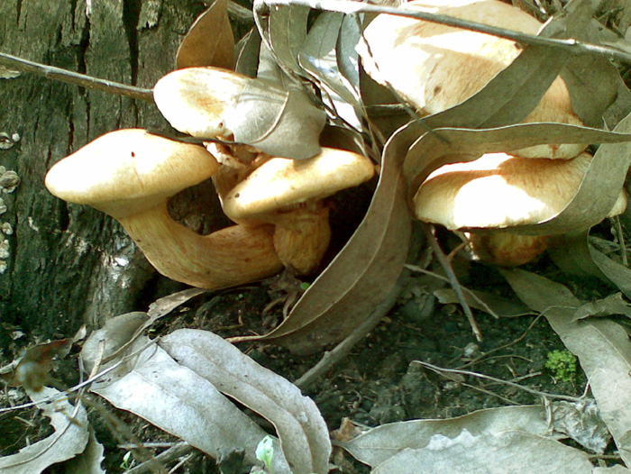 Gymnopilus spectabilis-4.jpg