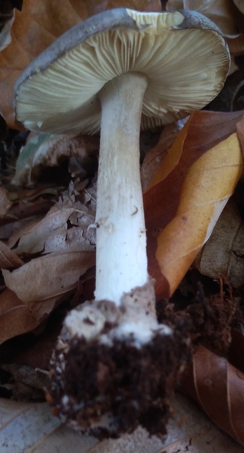 amanita.jpg