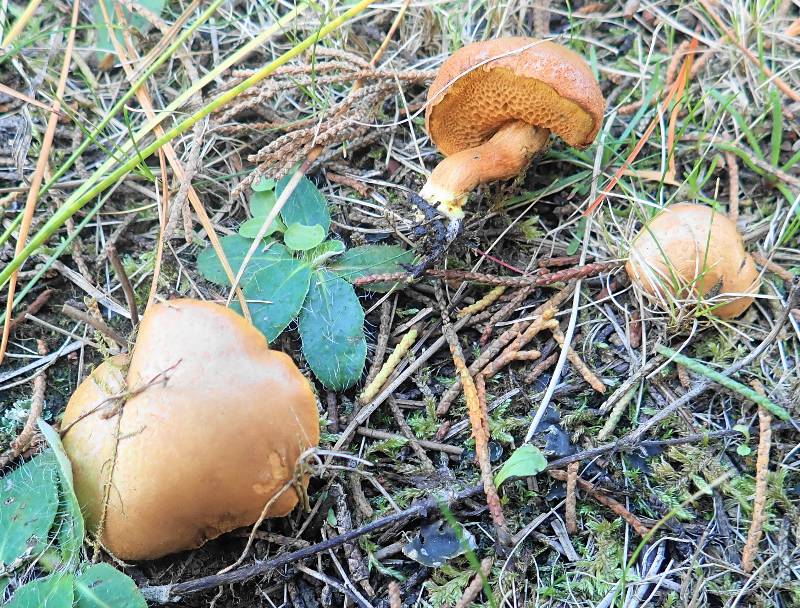 PB020191 (2)-redim800.JPG