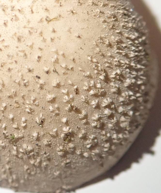 PB030207 (1)-redim800.JPG