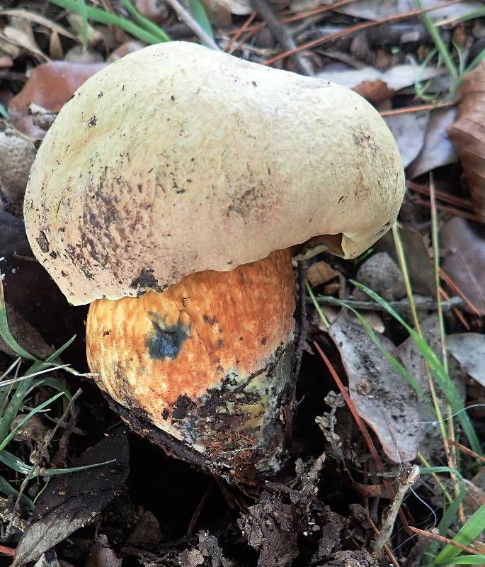 CH-Boletus luridus !!! 2025-11-11 PB110306-redim800.JPG