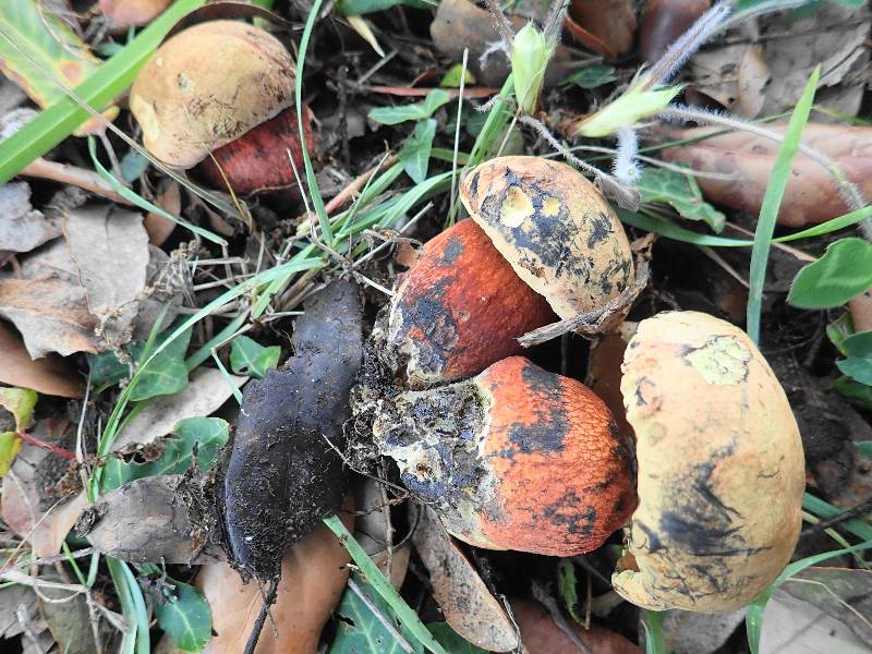 CH-Boletus luridus !!! 2025-11-11 PB110304-redim800.JPG