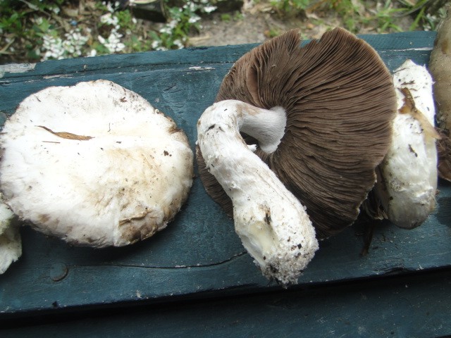DSC01689.JPG