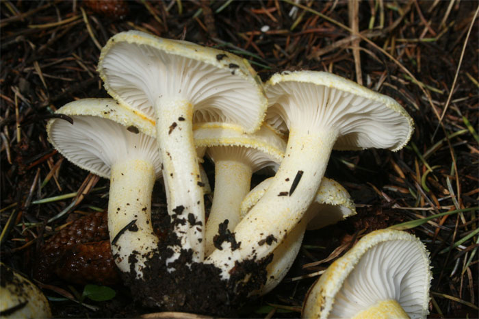 H. chrysodon.jpg