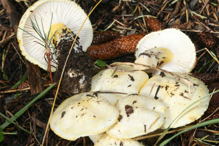 Hygrophorus chrysodon.jpg