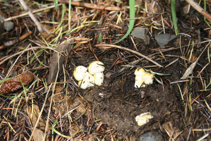 Hygrophorus chrysodon 1.jpg