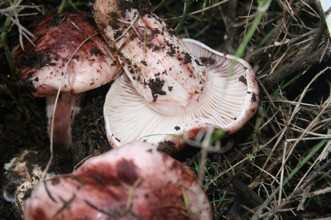 hygrophorus russula..jpg