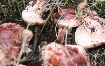 Hygrophorus russula.jpg