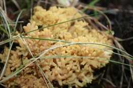 ramaria sanguinea..jpg